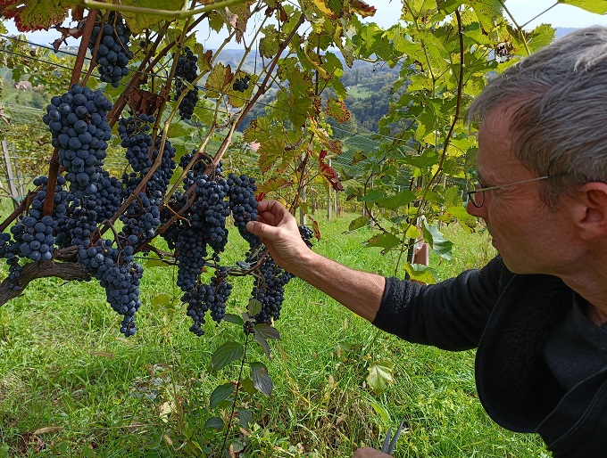 Renner - Cabernet Jura